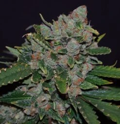 M.O.B - 5PACK - Feminised - T.H.Seeds 12 M.O.B - 5PACK - Feminised - T.H.Seeds -Uitgelichte Plantenzaadwinkel mob1