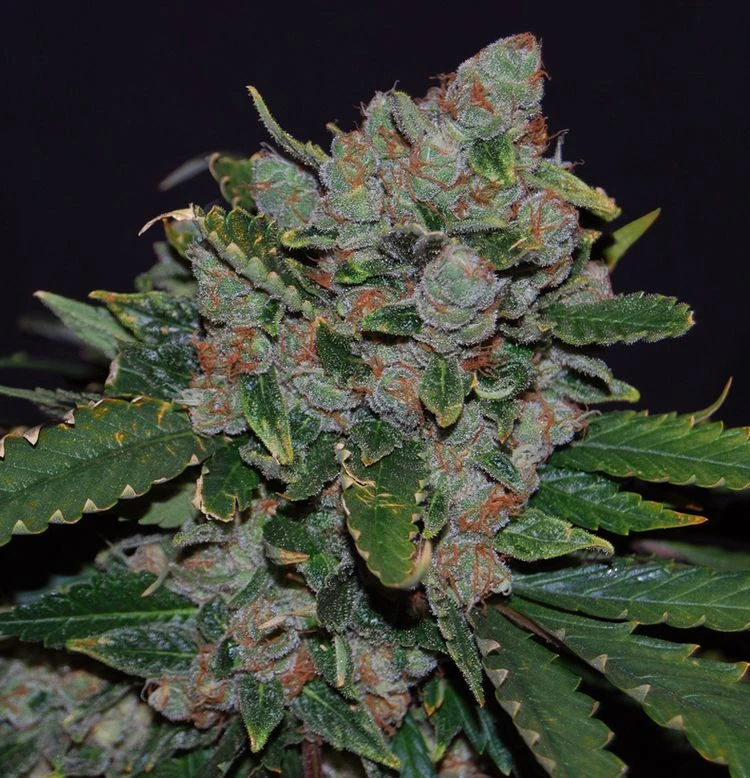 M.O.B - 5PACK - Feminised - T.H.Seeds 5 M.O.B - 5PACK - Feminised - T.H.Seeds - Afbeelding 3