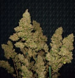 M.O.B - 5PACK - Feminised - T.H.Seeds 14 M.O.B - 5PACK - Feminised - T.H.Seeds -Uitgelichte Plantenzaadwinkel mob2