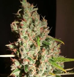 M.O.B - 5PACK - Feminised - T.H.Seeds 13 M.O.B - 5PACK - Feminised - T.H.Seeds -Uitgelichte Plantenzaadwinkel mob3