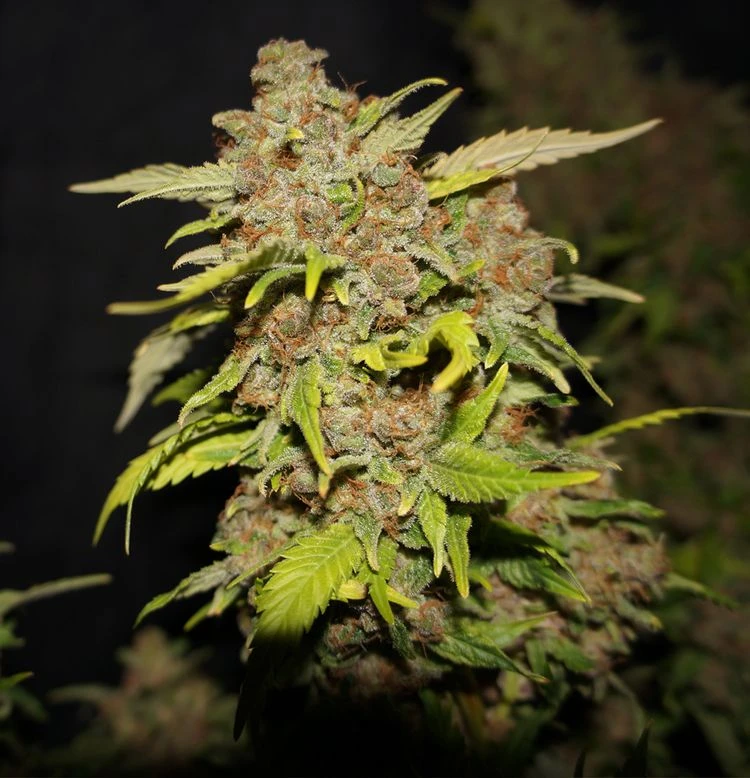 M.O.B - 5PACK - Feminised - T.H.Seeds 4 M.O.B - 5PACK - Feminised - T.H.Seeds - Afbeelding 2