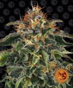 Moby Dick - 5-pack - Feminised - Barney's Farm