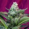 Mohan Ram Auto - Feminised - Sweet Seeds -Uitgelichte Plantenzaadwinkel mohan ram auto