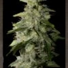 Money Maker - 5PACK - Feminised - Strain Hunters 1 Money Maker - 5PACK - Feminised - Strain Hunters -Uitgelichte Plantenzaadwinkel money maker