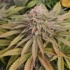 Blue Lagoon Haze - Feminised - Monkey Genetics -Uitgelichte Plantenzaadwinkel monkey genetics blue lagoon haze bud shot