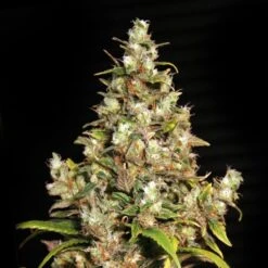 Monster - Feminised - Eva Seeds