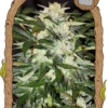 Monster Mash - 5PACK - Feminised - Exotic Seed -Uitgelichte Plantenzaadwinkel monster mash exotic seed