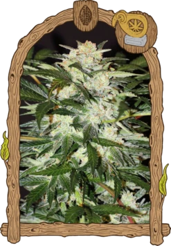 Monster Mash - 5PACK - Feminised - Exotic Seed