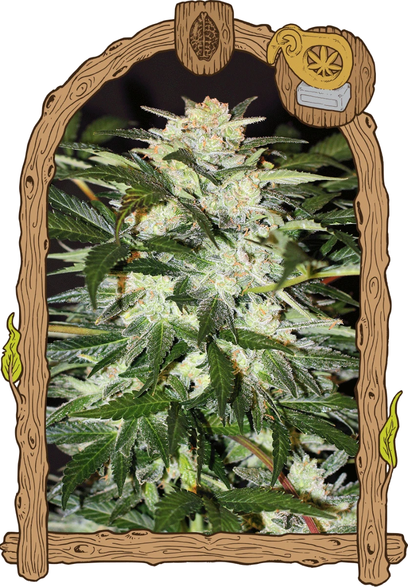 Monster Mash - 5PACK - Feminised - Exotic Seed 3 Monster Mash - 5PACK - Feminised - Exotic Seed