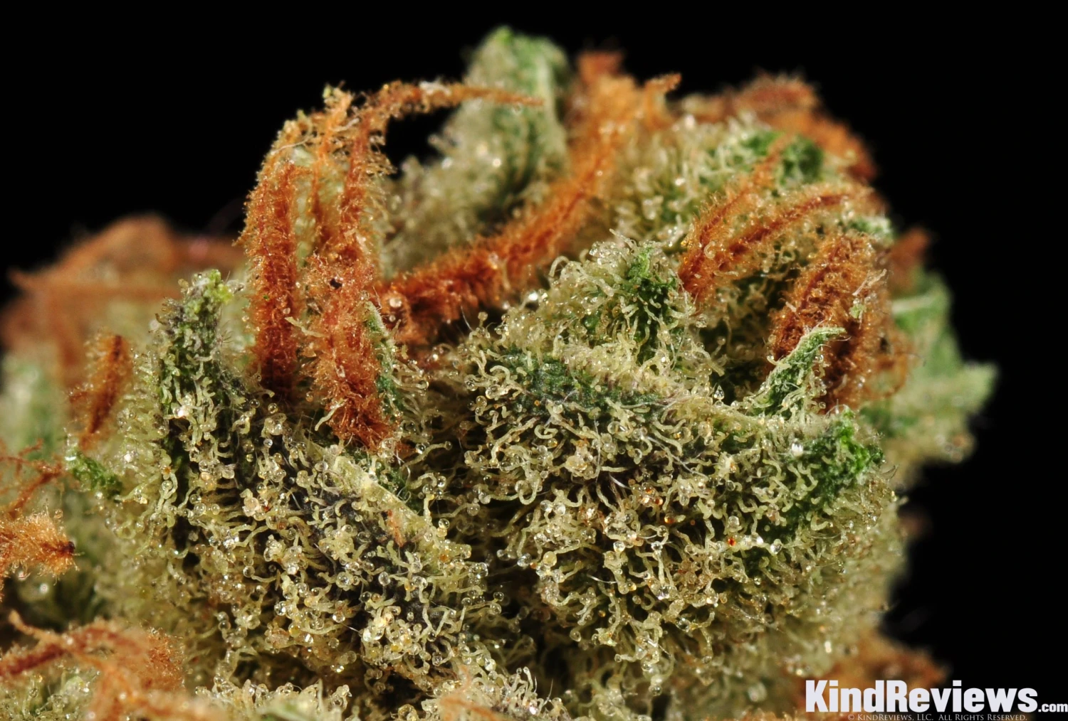 Moonshine Haze - 12PACK - Regular - Rare Dankness 6 Moonshine Haze - 12PACK - Regular - Rare Dankness - Afbeelding 4