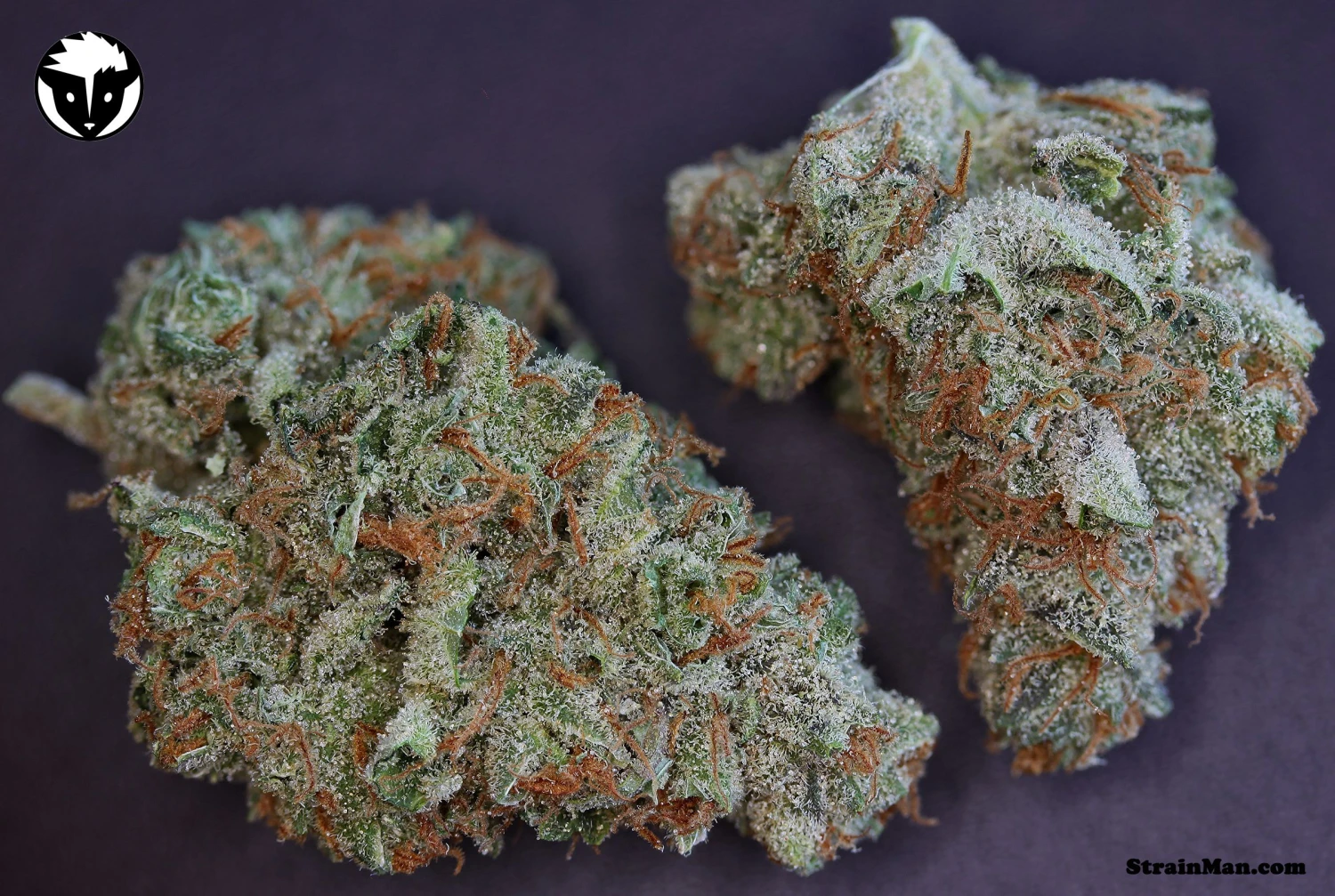 Moonshine Haze - 12PACK - Regular - Rare Dankness 4 Moonshine Haze - 12PACK - Regular - Rare Dankness - Afbeelding 2