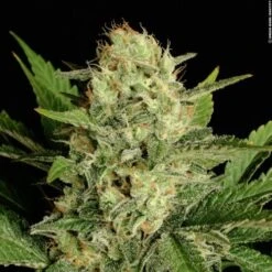 Motavation - Feminised - 6 Pack - Feminised - Serious Seeds