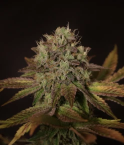 Tropi Lemon Z - 12-pack - Regular - Flying Genetics -Uitgelichte Plantenzaadwinkel mother tlz