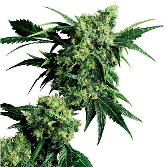 Mr. Nice G13 X Hash Plant - Regular - Sensi Seeds 3 Mr. Nice G13 X Hash Plant - Regular - Sensi Seeds