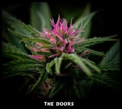The Doors - 15PACK - Regular - Mr. Nice Seedbank -Uitgelichte Plantenzaadwinkel mr nice the doors 1