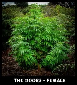 The Doors - 15PACK - Regular - Mr. Nice Seedbank -Uitgelichte Plantenzaadwinkel mr nice the doors 2