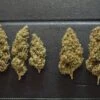 NL5 X Haze - Regular - Mr. Nice Seedbank -Uitgelichte Plantenzaadwinkel mrnice nl5xhaze 2