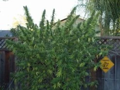 NL5 X Haze - Regular - Mr. Nice Seedbank -Uitgelichte Plantenzaadwinkel mrnice nl5xhaze 4