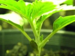 NL5 X Skunk - Regular - Mr. Nice Seedbank