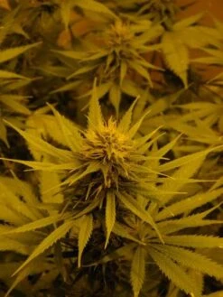 NL5 X Skunk - Regular - Mr. Nice Seedbank -Uitgelichte Plantenzaadwinkel mrnice nl5xskunk 4