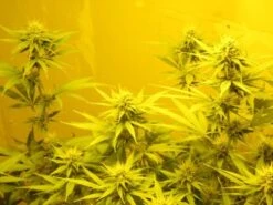 NL5 X Skunk - Regular - Mr. Nice Seedbank -Uitgelichte Plantenzaadwinkel mrnice nl5xskunk 5