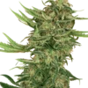 N13 Kush - Feminised - Sensi Seeds 1 N13 Kush - Feminised - Sensi Seeds -Uitgelichte Plantenzaadwinkel n13 kush feminized xl 1 2