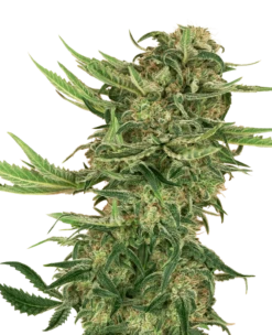 N13 Kush - Feminised - Sensi Seeds