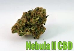 Nebula II CBD - Feminised - Paradise Seeds -Uitgelichte Plantenzaadwinkel nebula 2 cbd paradise seeds nug