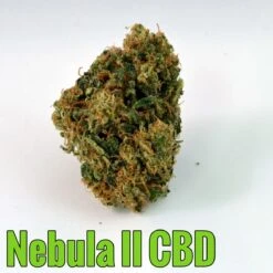 Nebula II CBD - Feminised - Paradise Seeds -Uitgelichte Plantenzaadwinkel nebula 2 cbd paradise seeds nug 2