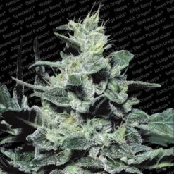 Collection Pack Sativa Champions - Feminised - Paradise Seeds -Uitgelichte Plantenzaadwinkel nebula 4