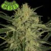 Nebula II CBD - Feminised - Paradise Seeds -Uitgelichte Plantenzaadwinkel nebula ii cbd paradise seeds