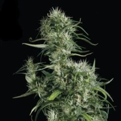 Neville's Haze - Feminised - Green House -Uitgelichte Plantenzaadwinkel nevilles haze