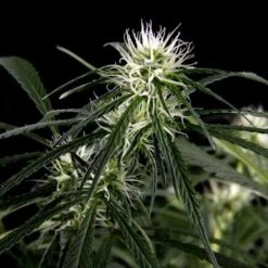 Neville's Haze - Feminised - Green House -Uitgelichte Plantenzaadwinkel nh 09