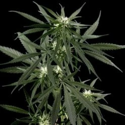 Neville's Haze - Feminised - Green House -Uitgelichte Plantenzaadwinkel nh 10