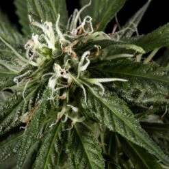 Neville's Haze - Feminised - Green House -Uitgelichte Plantenzaadwinkel nh 12