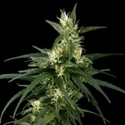 Neville's Haze - Feminised - Green House -Uitgelichte Plantenzaadwinkel nh 15