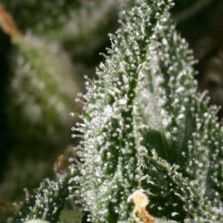 Neville's Haze - Feminised - Green House -Uitgelichte Plantenzaadwinkel nh 17