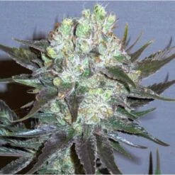 GG 48 - 5-pack - Feminised - Nirvana Seeds -Uitgelichte Plantenzaadwinkel nirvana gg 48