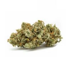 GG 48 - 5-pack - Feminised - Nirvana Seeds