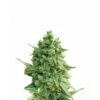 Hawaii Maui Waui Auto - 5-pack - Feminised - Nirvana Seeds -Uitgelichte Plantenzaadwinkel nirvana hawaii maui waui auto