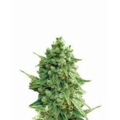 Hawaii Maui Waui Auto - 5-pack - Feminised - Nirvana Seeds