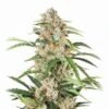 Orange Bud Auto - 5-pack - Feminised - Nirvana Seeds