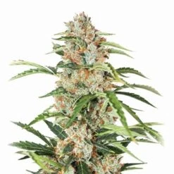 Orange Bud Auto - 5-pack - Feminised - Nirvana Seeds