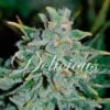 Northern Light Blue Auto - 5-pack - Feminised - Delicious Seeds -Uitgelichte Plantenzaadwinkel nlblue auto 7