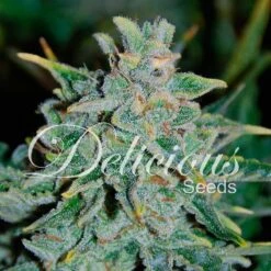 Northern Light Blue Auto - 5-pack - Feminised - Delicious Seeds
