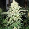 No Name Auto - 5PACK - Feminised - MedicalSeeds -Uitgelichte Plantenzaadwinkel no name medicalseeds