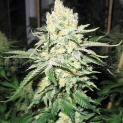 No Name Auto - 5PACK - Feminised - MedicalSeeds