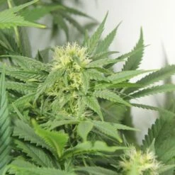 Nordle - Regular - Mr. Nice Seedbank -Uitgelichte Plantenzaadwinkel nordle 1