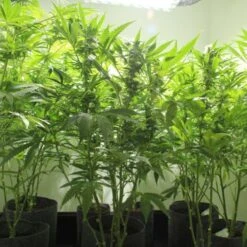 Nordle - Regular - Mr. Nice Seedbank