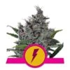 North Thunderfuck - Feminised - Royal Queen Seeds -Uitgelichte Plantenzaadwinkel north thunderfuck 1 2